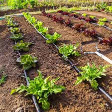 drip irrigation